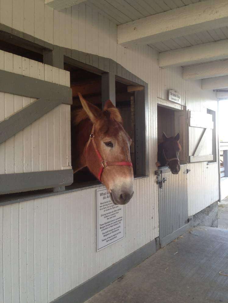Amish people use carriage so they must have horses :)