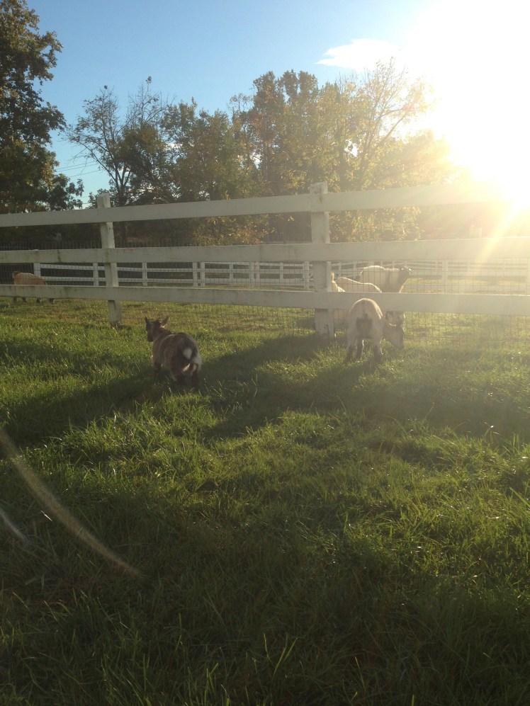 goats running around!